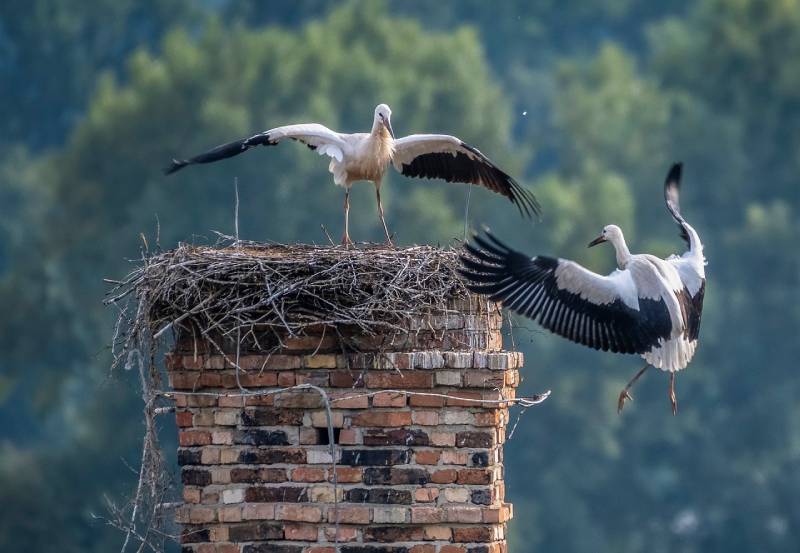 Expert Chimney Animal Removal in Brighton, MI Professional Chimney Animal Removal Services in Brighton, Michigan